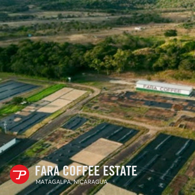 Nicaragua Fara Estate